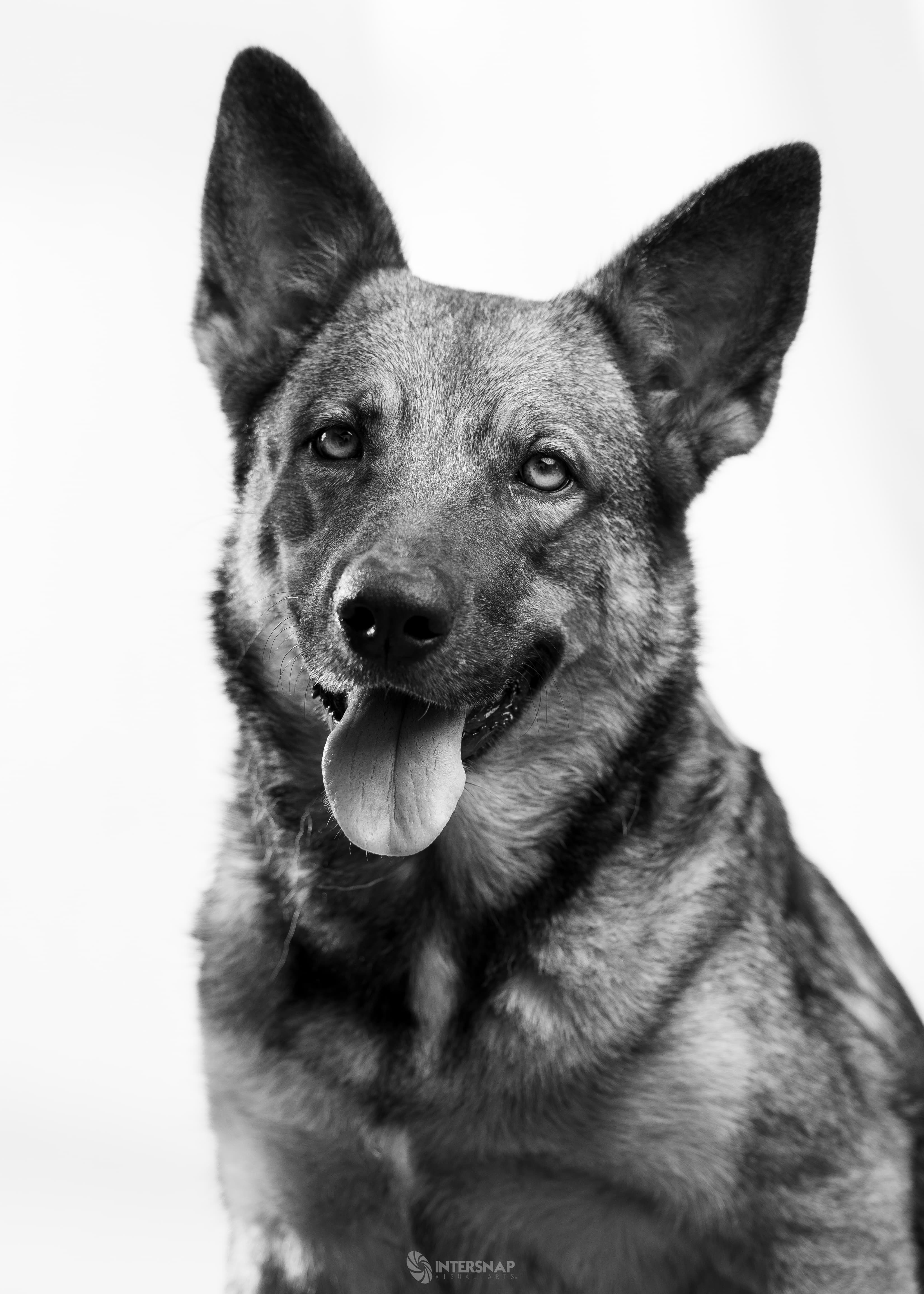 Pet Photography